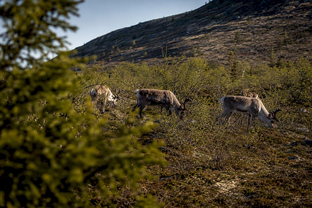 Reindeer grazing between fell and forest
