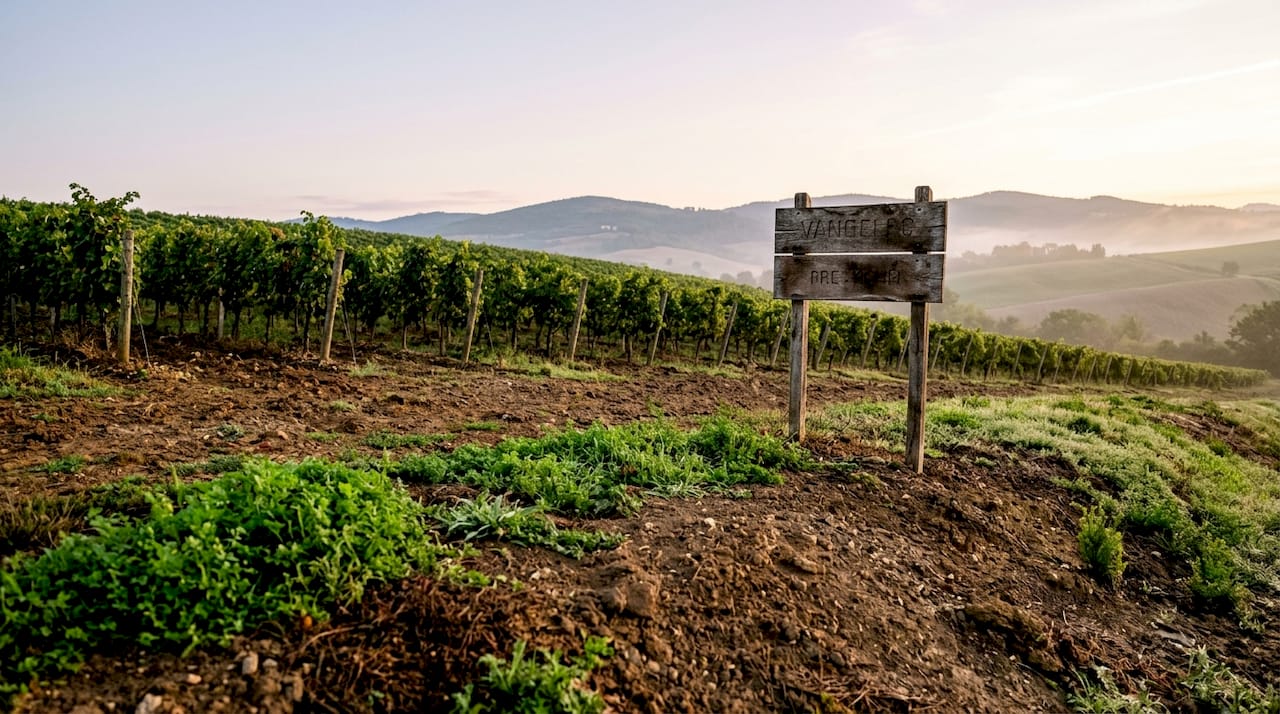 Landscape of vineyard showing terroir and soil