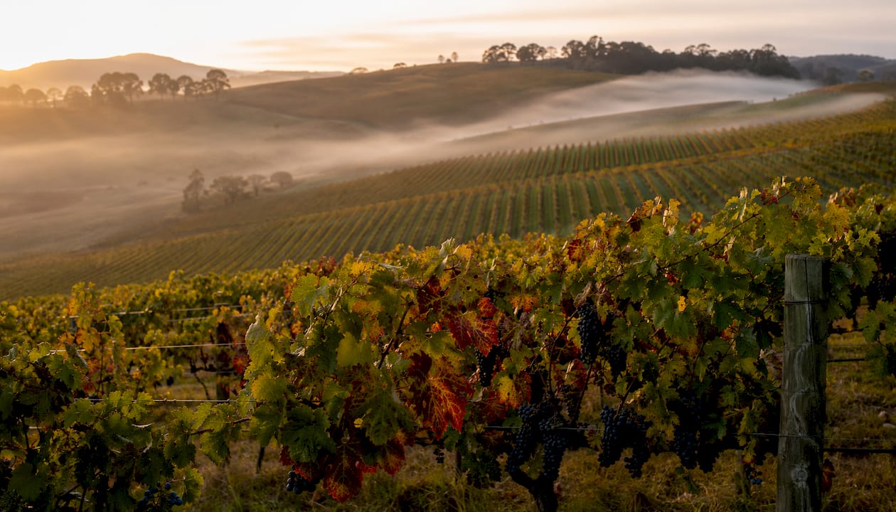 Close-up of Pinot Noir and Chardonnay grapes