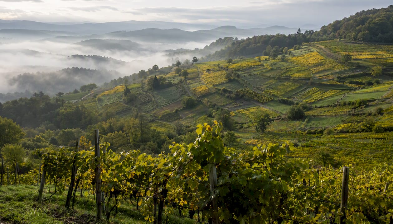 Patchwork vineyard parcels in eastern Slovenia