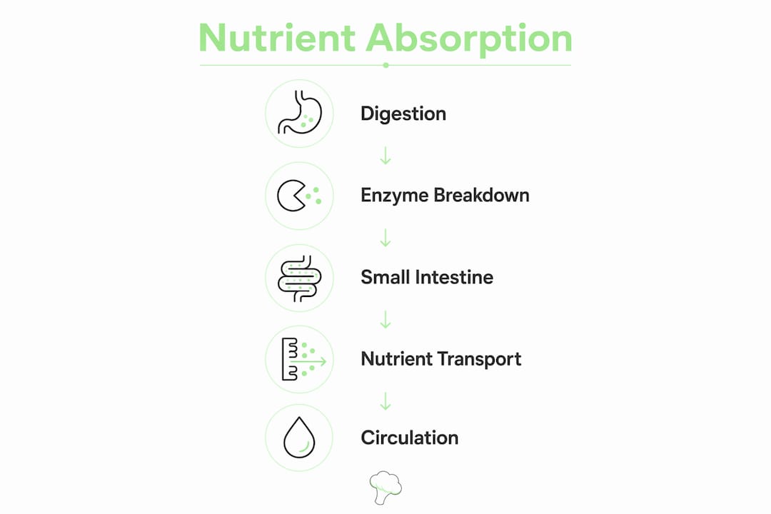Infographic illustrating stages of nutrient absorption process