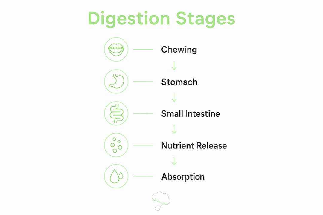 Infographic illustrating stages of nutrient digestion and release