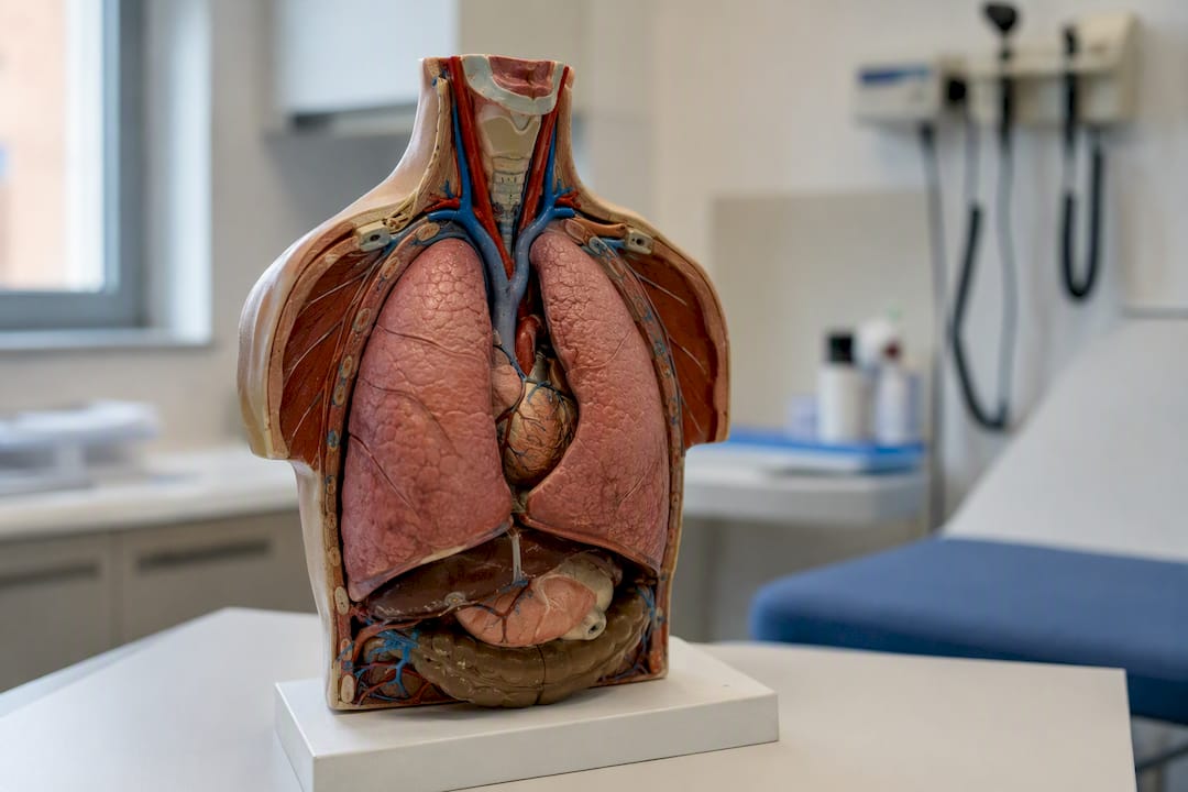 Modelo anatómico do tronco humano a mostrar o cérebro e as glândulas suprarrenais