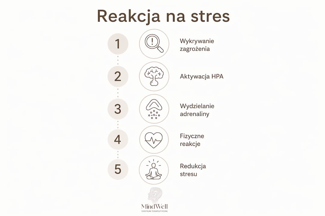 Grafika pokazująca, jak krok po kroku przebiega reakcja organizmu na stres