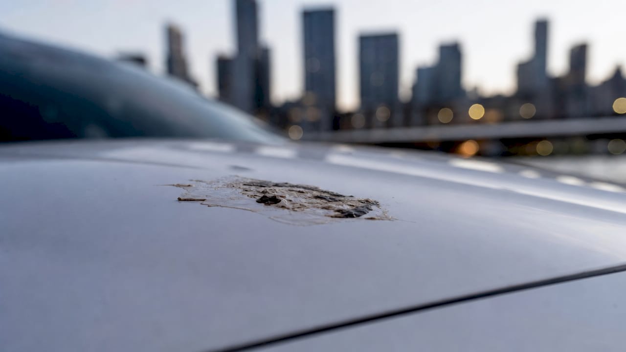 Close-up of bird droppings on car paint