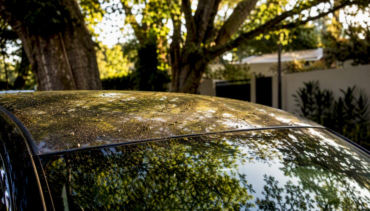 Luxury car roof with tree sap and pollen deposits