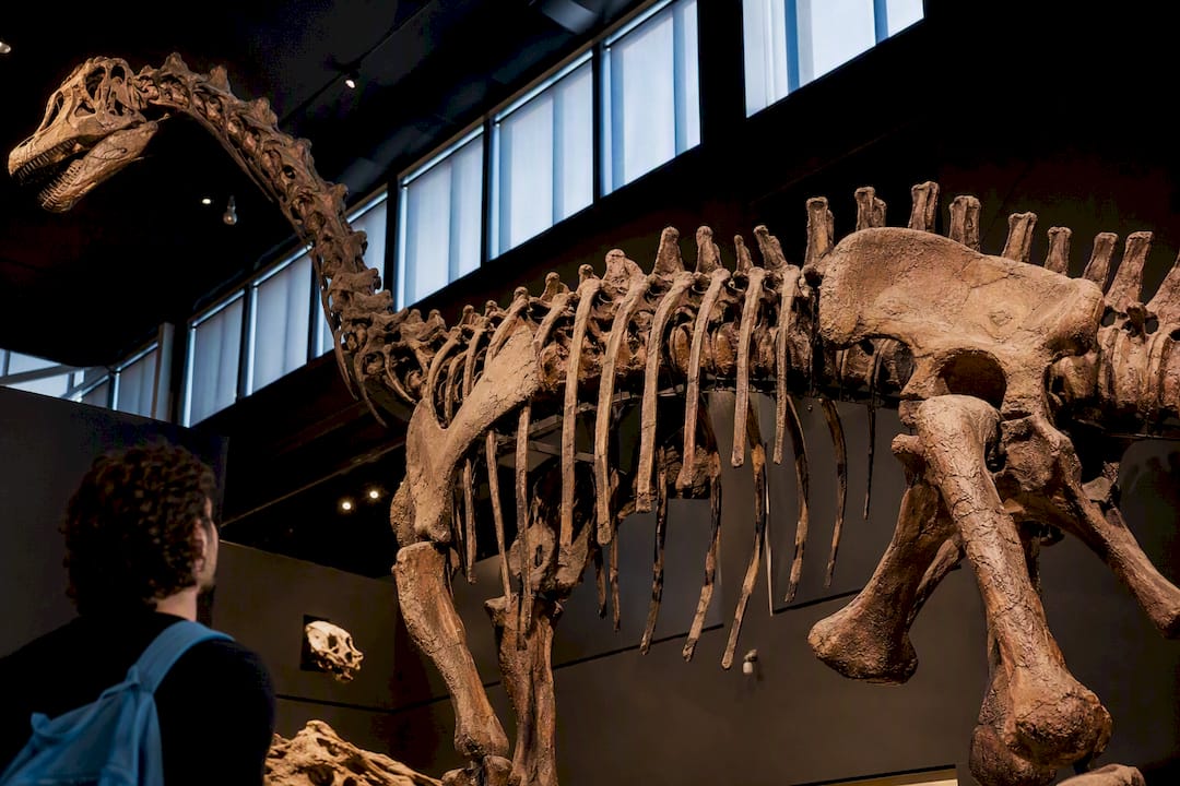 Jurassic dinosaur skeleton in museum gallery
