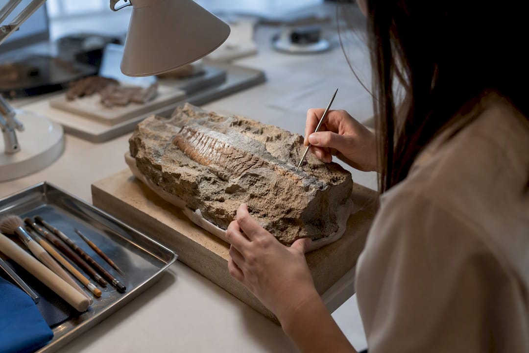 Fossil preparation in museum laboratory