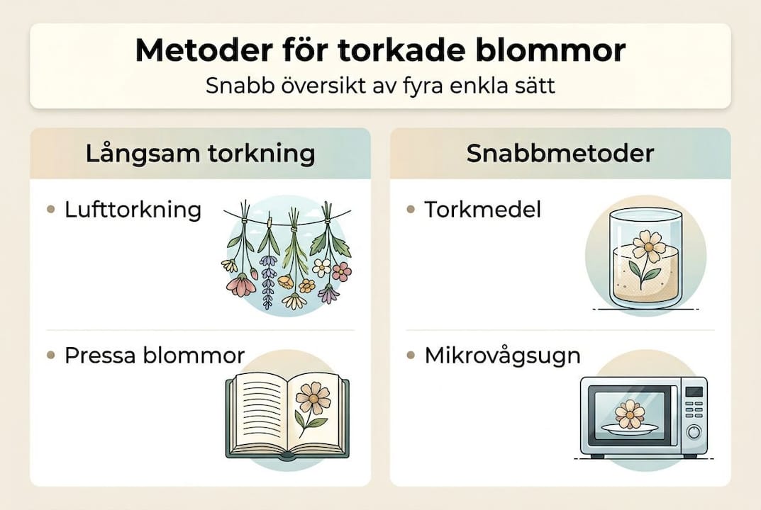 Guide: Så torkar du blommor – olika metoder i en överskådlig infografik