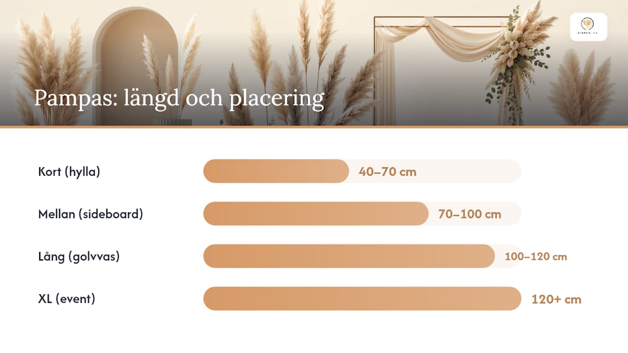 Översikt över pampasgräs – olika höjder och tips på bästa placering i hemmet