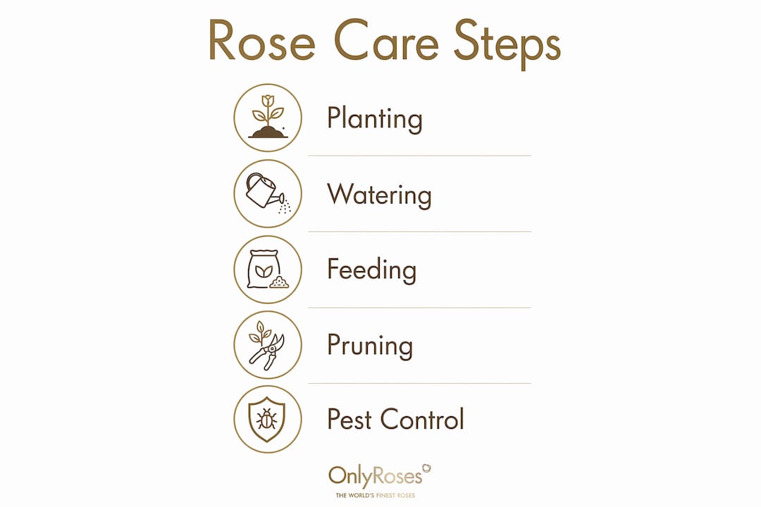 Infographic outlining rose care steps