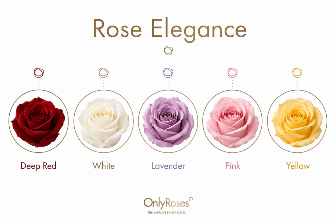 Infographic showing rose colors and meanings