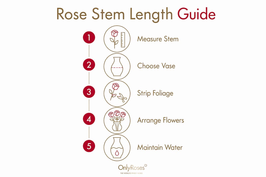 Infographic showing steps for rose stem length and vase selection
