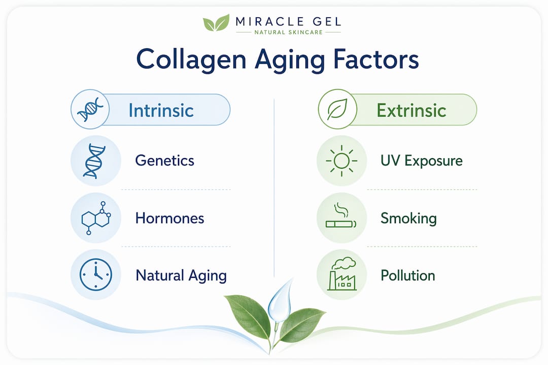 Infographic comparing intrinsic and extrinsic collagen aging factors