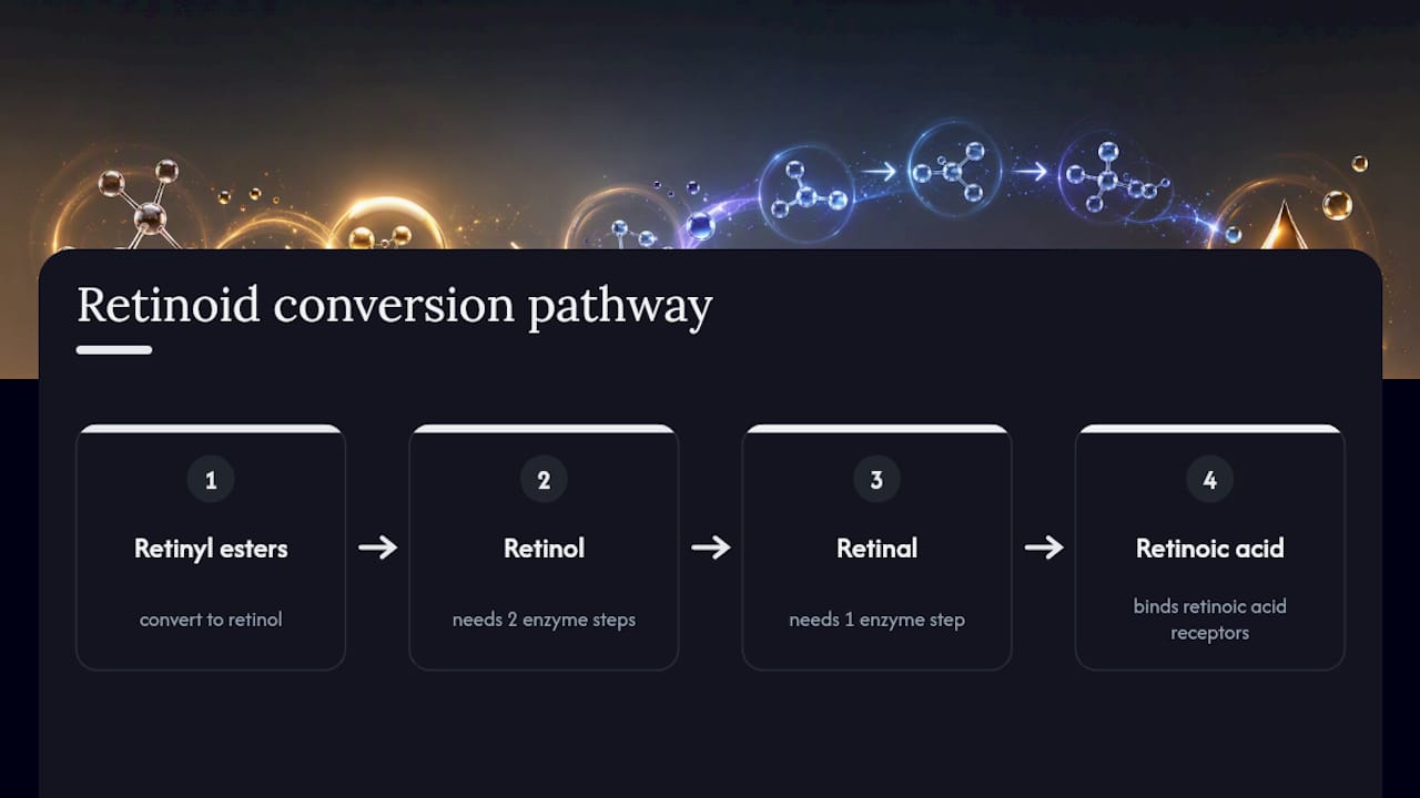 Retinoid conversion pathway from retinol to retinal