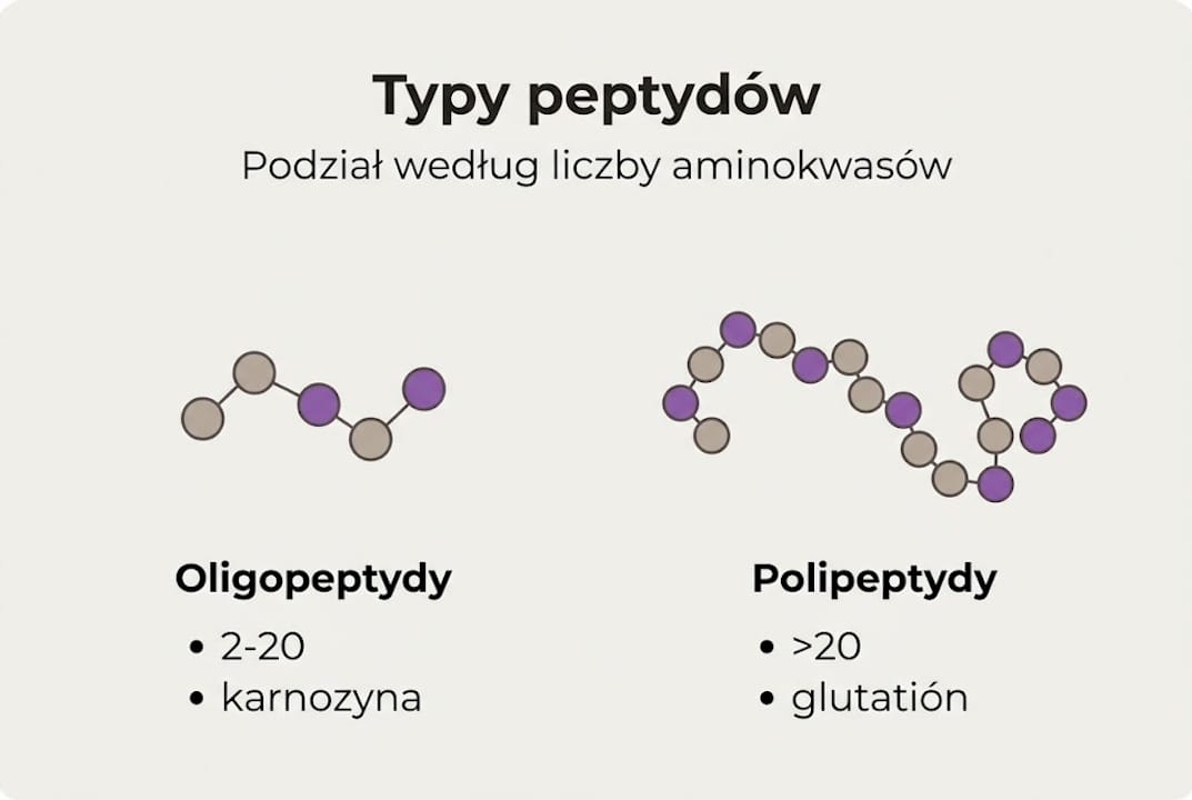 Infografika pokazująca podział peptydów na różne typy