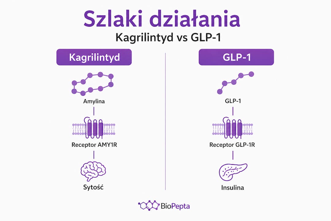 Infografika: zestawienie działania kagrilintydu i agonistów GLP-1