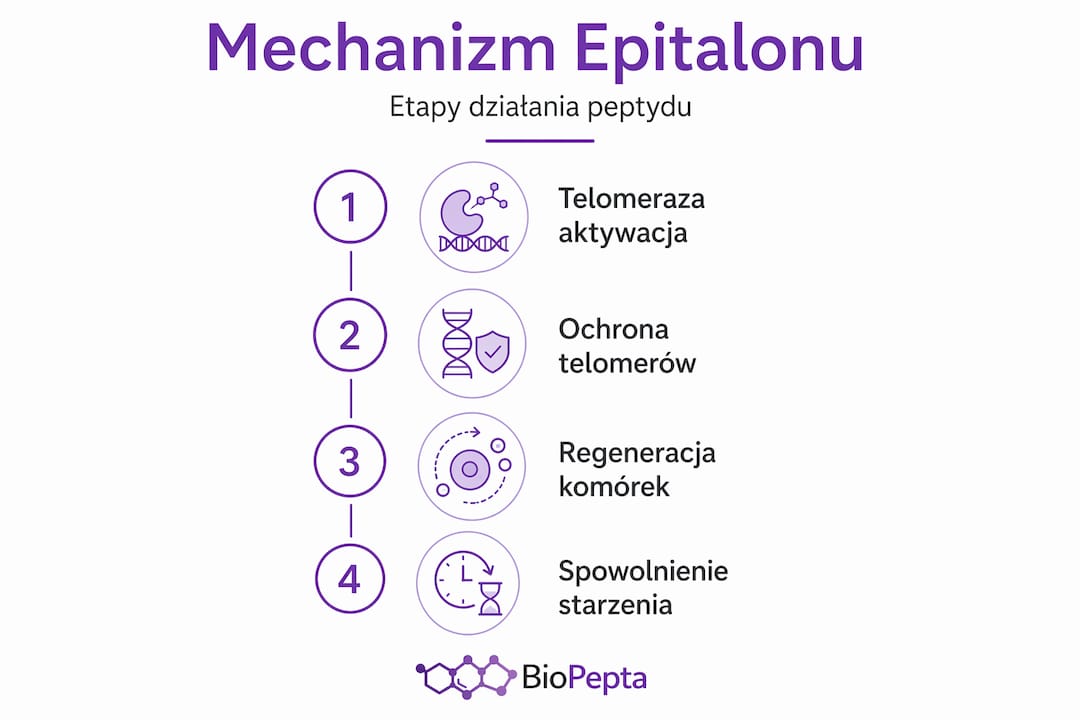 Schematyczna grafika przedstawiająca kolejne fazy działania epitalonu