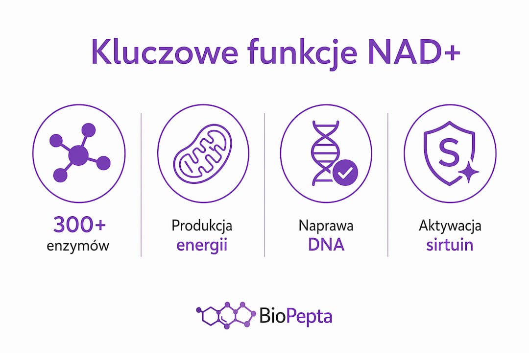 Infografika przedstawiająca najważniejsze zadania i role NAD+ w organizmie