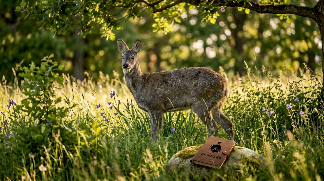 Musk deer in misty forest habitat