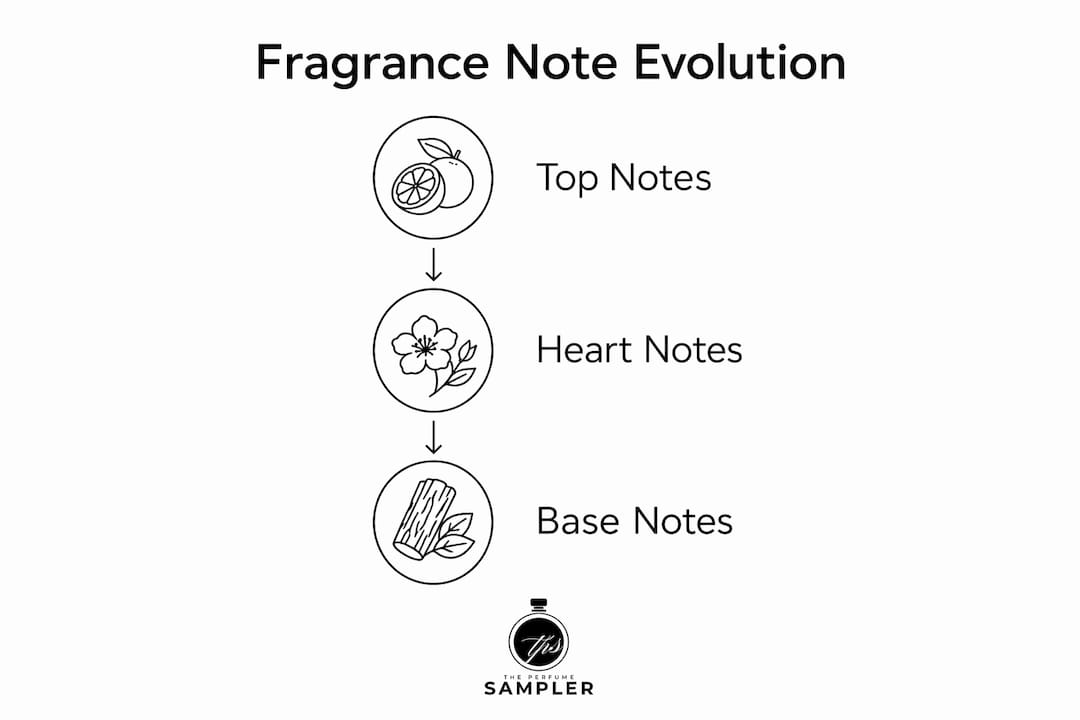 Infographic illustrating fragrance note evolution stages