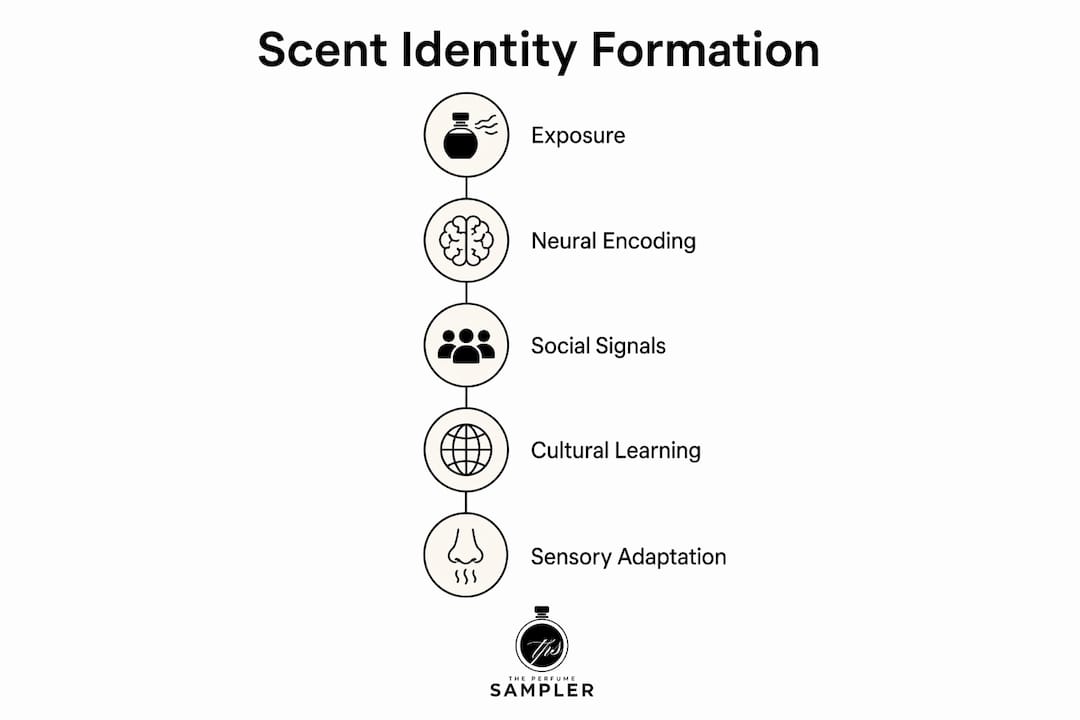 Infographic illustrating five steps of scent identity formation
