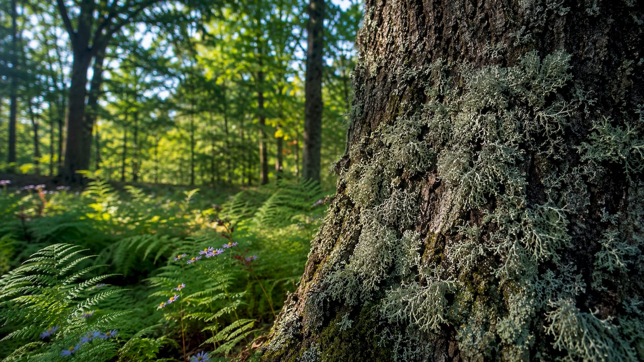 Close-up of oakmoss growing on oak tree bark