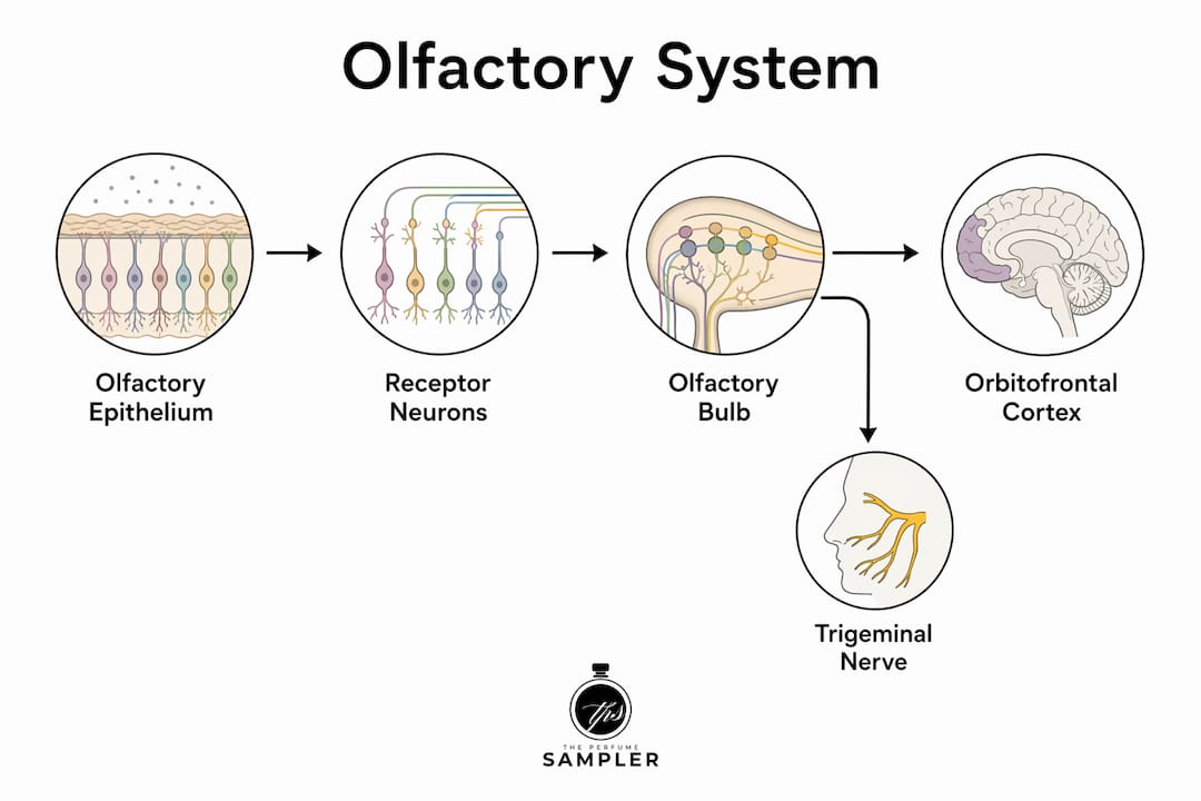Infographic of olfactory system key components