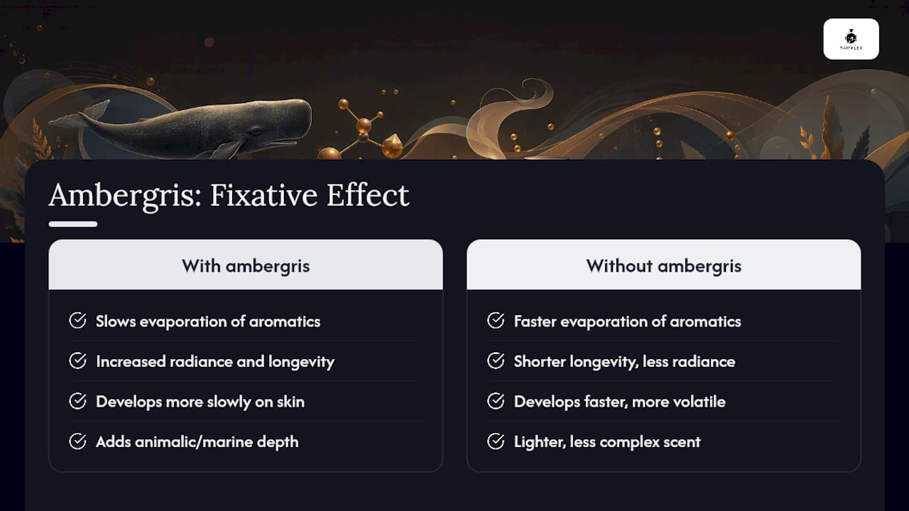 Diagram showing ambergris as a fixative improving fragrance longevity