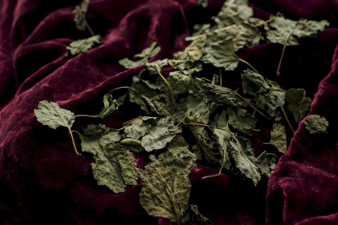 Dried patchouli leaves on vintage textile