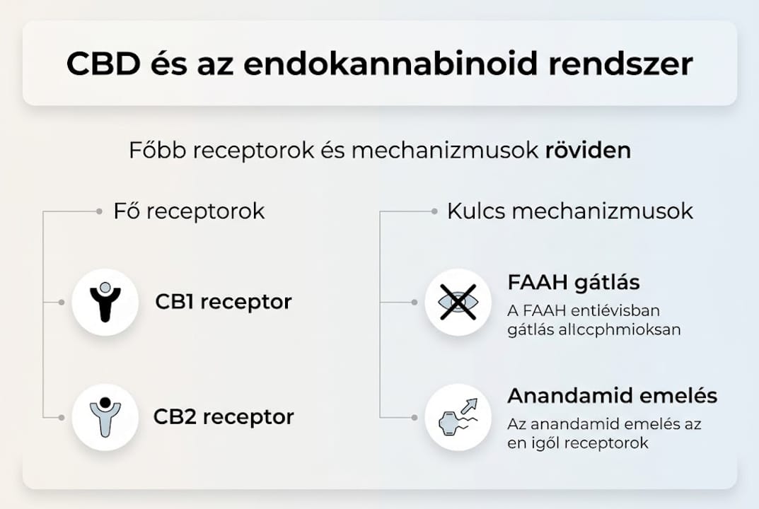 Hogyan hat a CBD az endokannabinoid rendszerre? – Infografika
