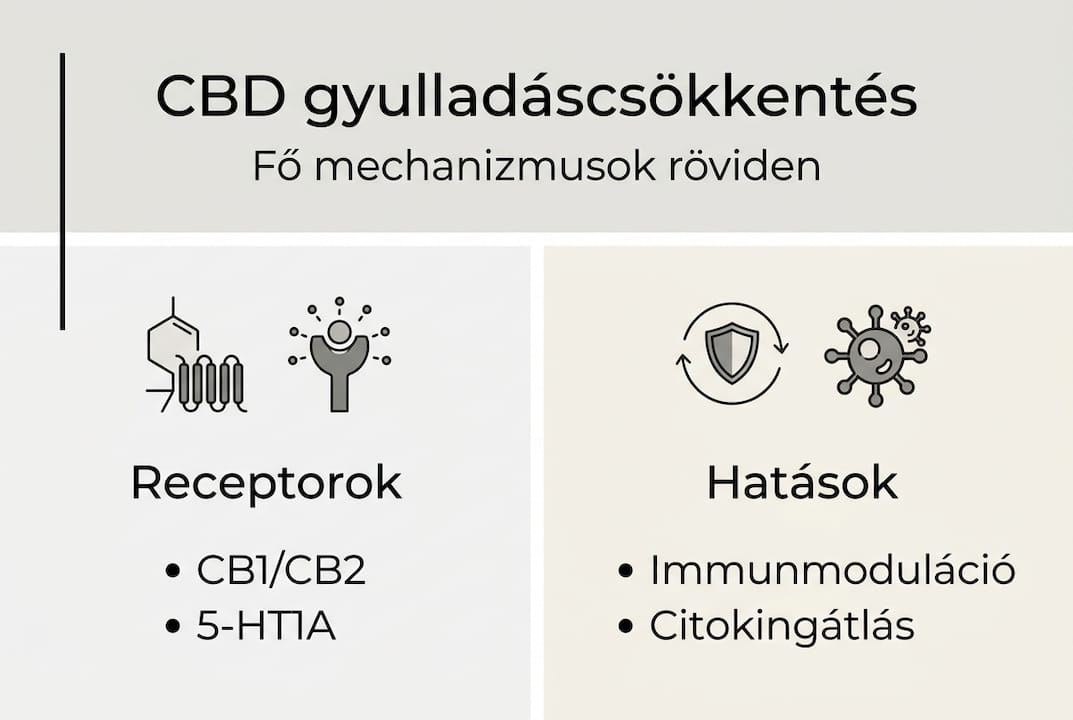 Infografika: hogyan segíthet a CBD a gyulladás csökkentésében
