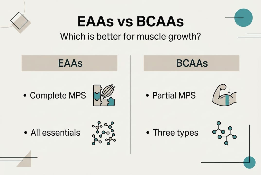 Infographic comparing EAAs and BCAAs roles in muscle growth