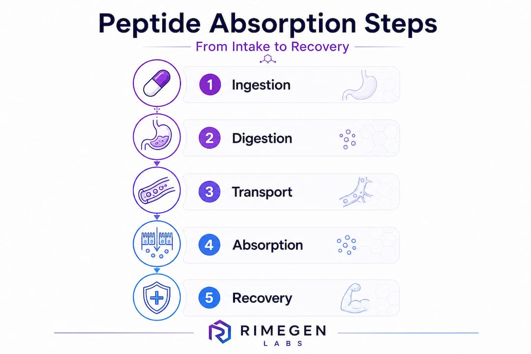 Infographic of peptide absorption steps