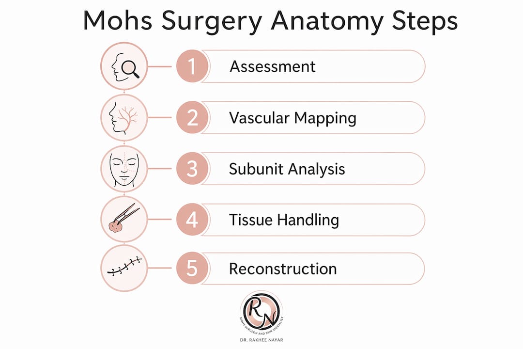 Infographic showing Mohs surgery anatomy steps