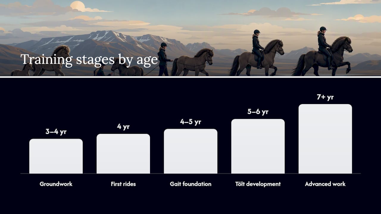 How and when Icelandic horses are trained — overview diagram