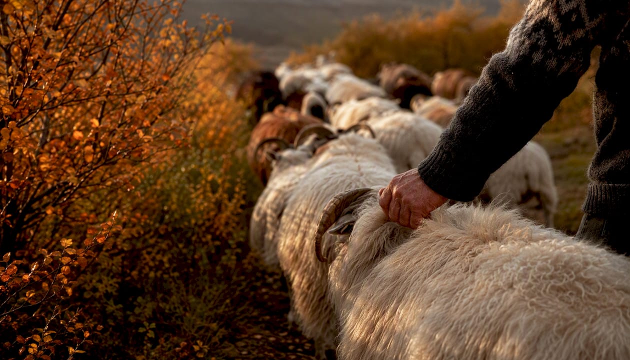 Shepherd’s hand herding sheep in autumn forest