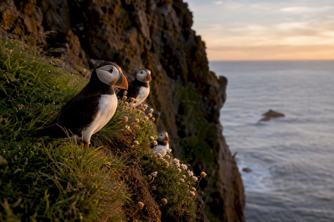 Cliffs with puffins near Dyrhólaey lighthouse