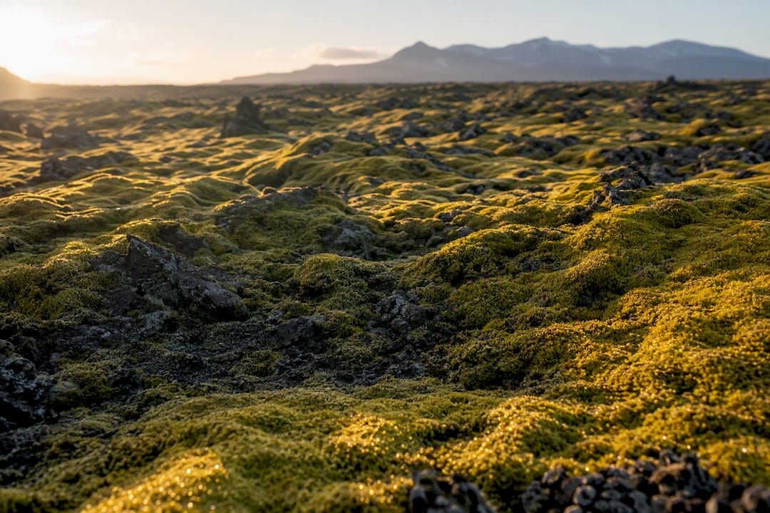 Golden light on green moss at Eldhraun