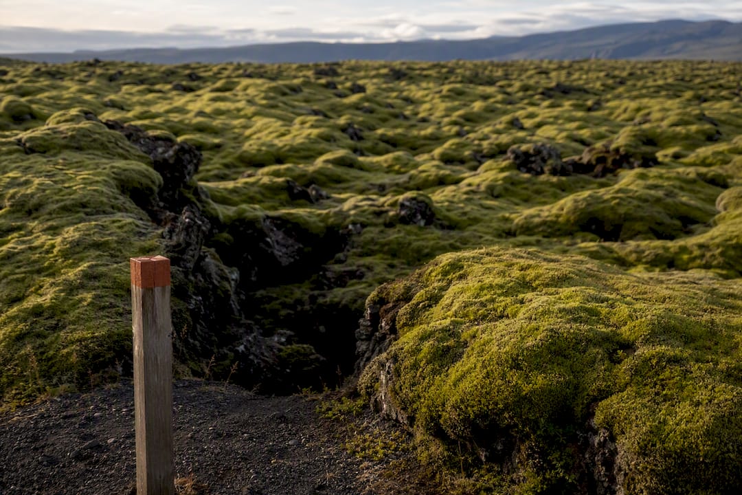 Lush green moss over black lava at Eldhraun