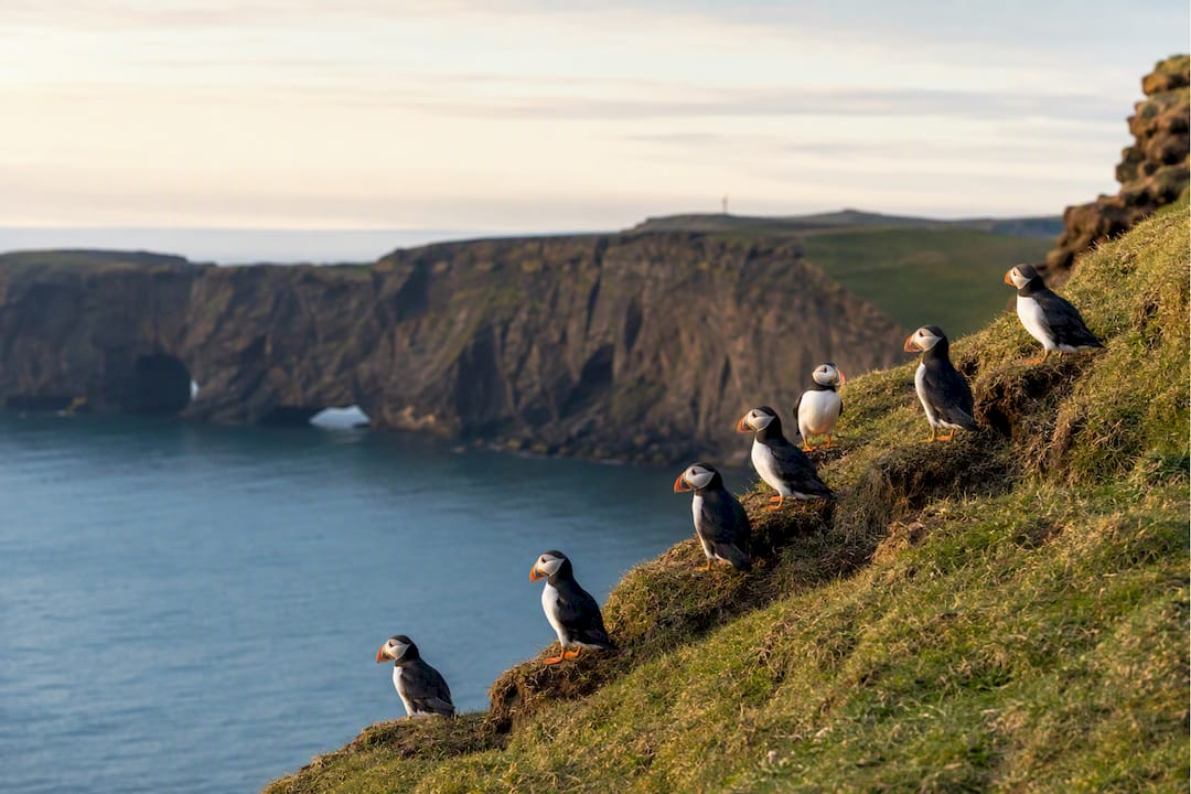 Puffins perched on Dyrhólaey sea cliffs