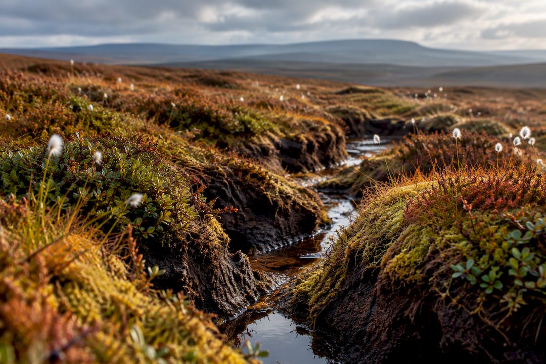 Peat groughs and heather on Bleaklow
