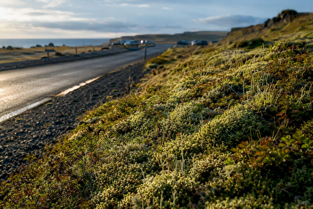 Fragile Icelandic moss beside protected roadside
