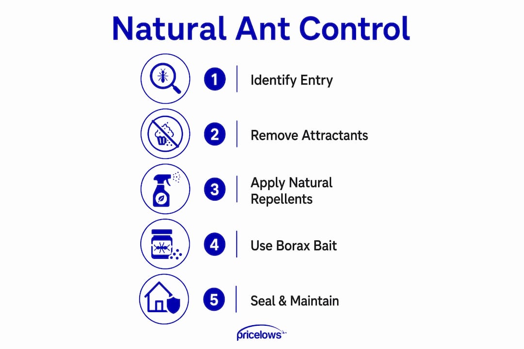 Infographic showing natural ant control five steps