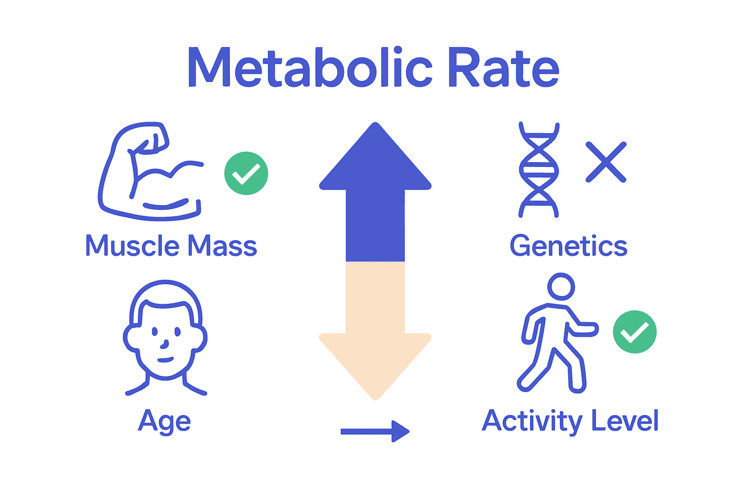 Infographic showing five key factors that affect metabolic rate.