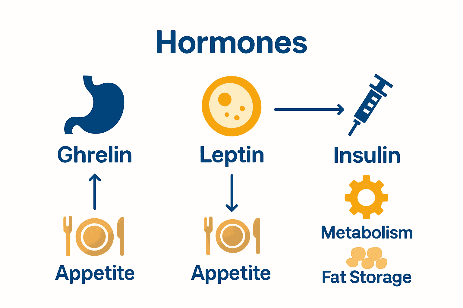 Infographic comparing ghrelin, leptin, and insulin effects on weight.