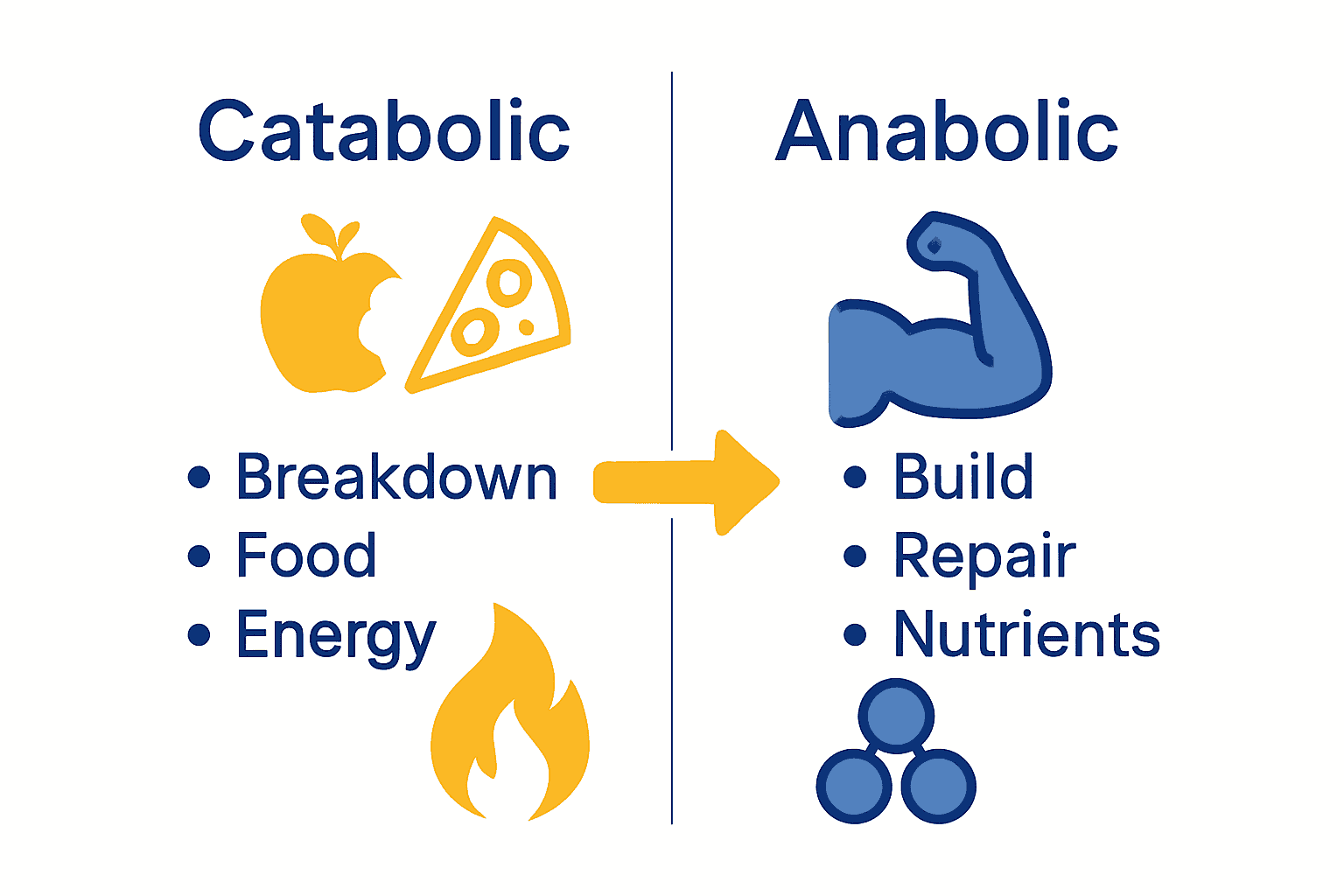 Infographic comparing catabolic and anabolic metabolism functions and effects.
