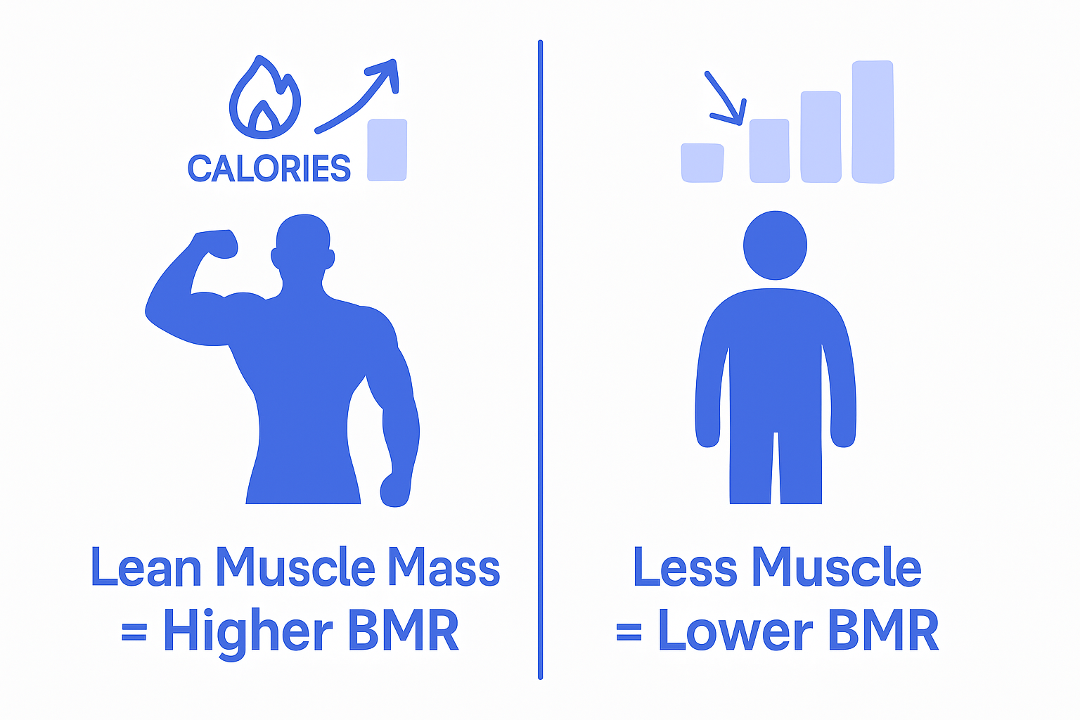 Infographic comparing BMR by muscle mass