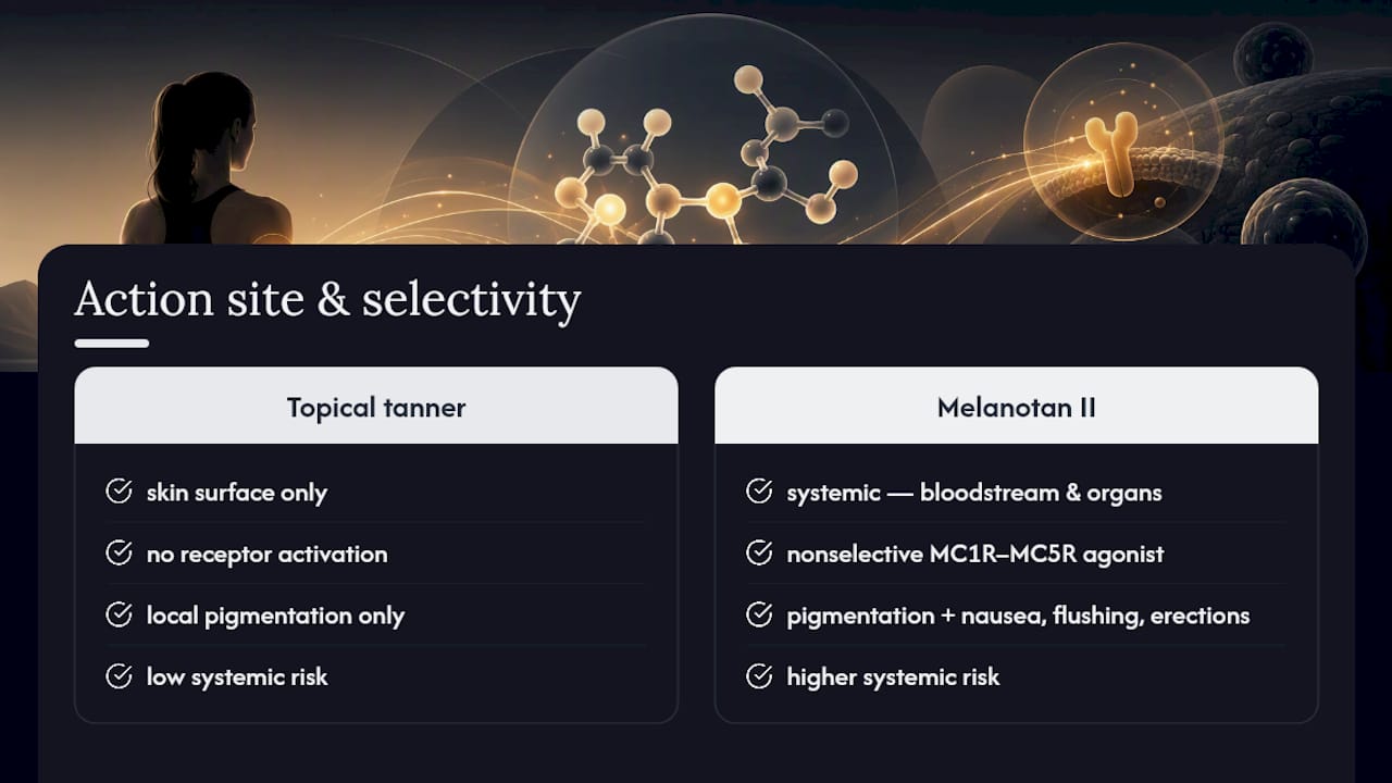 How Melanotan II Works in the Body — overview diagram