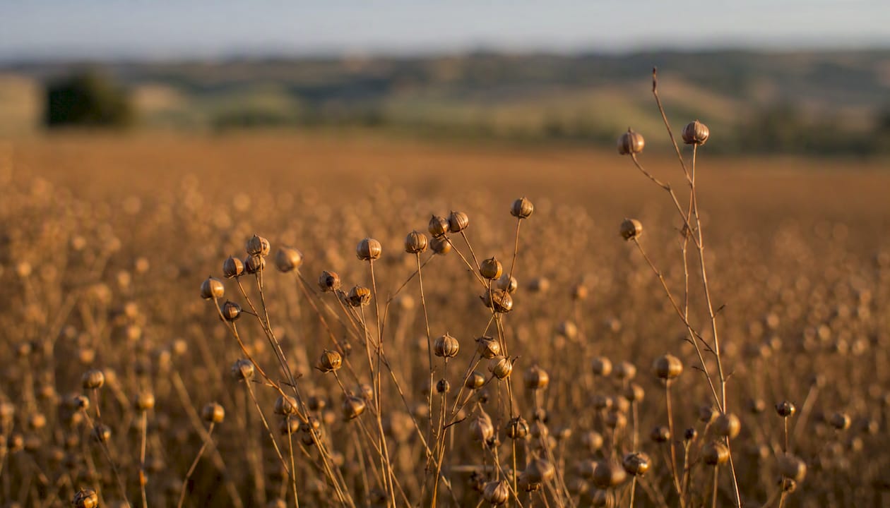 Flax stems in European field